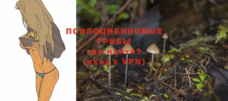 Галлюциногенные грибы Psilocybine cubensis  Ишимбай 